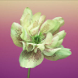 Meet your Posher, Henry